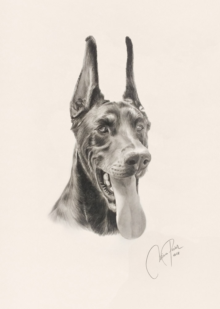 portret s svinčnikom/ogljem